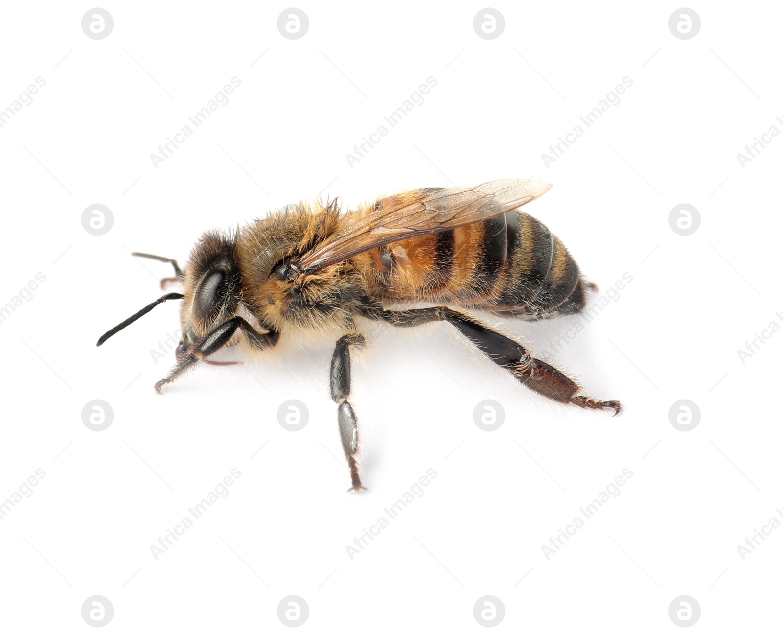 Photo of Beautiful honeybee on white background. Domesticated insect