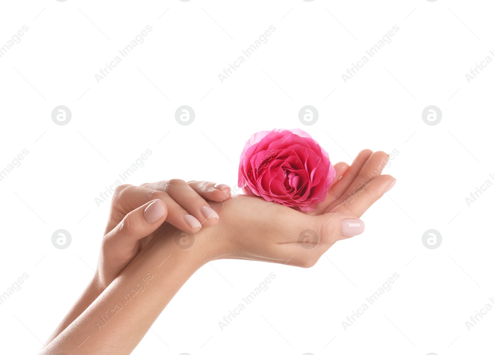 Photo of Woman holding rose on white background, closeup. Spa treatment