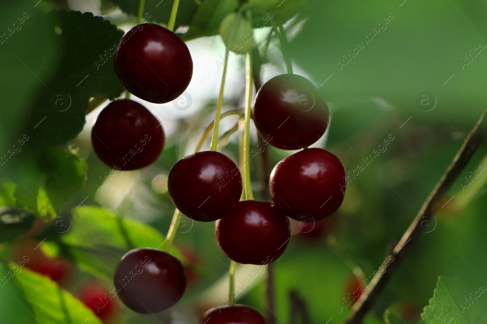 Photo of Closeup view of cherry tree with ripe red berries outdoors