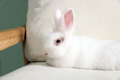 Fluffy white rabbit on sofa. Cute pet