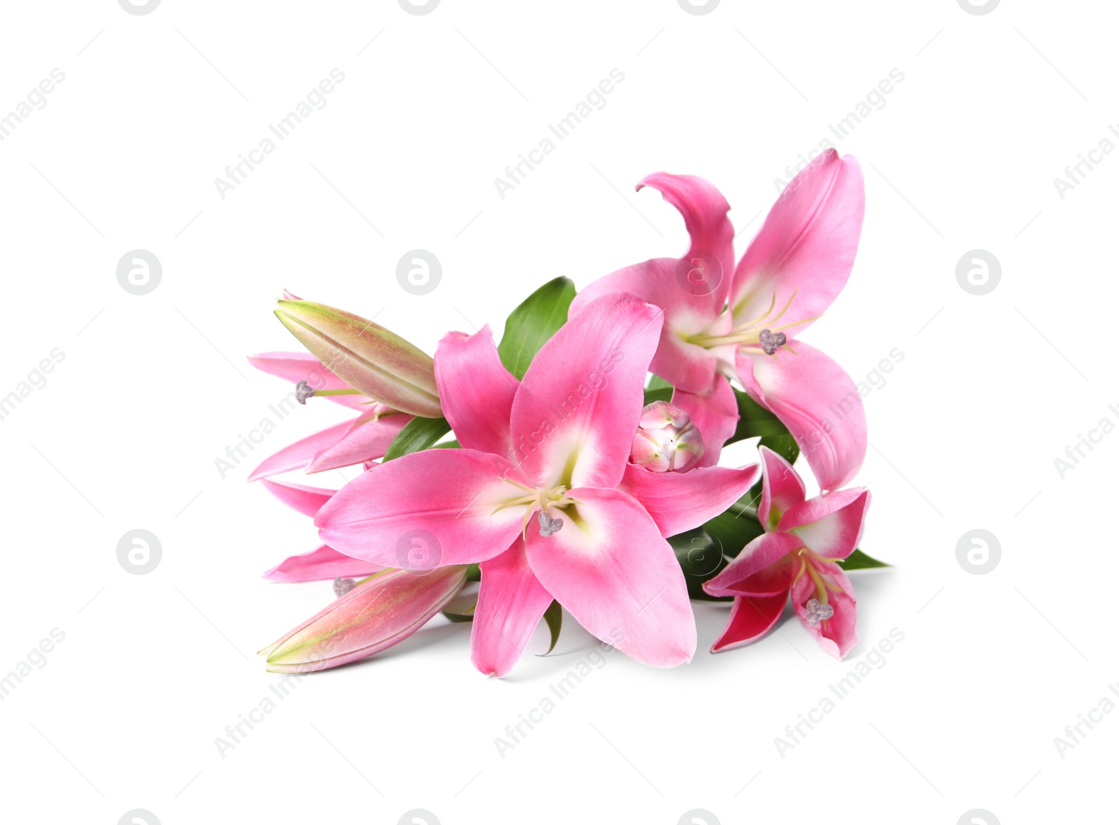 Photo of Beautiful pink lily flowers isolated on white