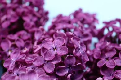 Photo of Closeup view of beautiful fresh lilac flowers