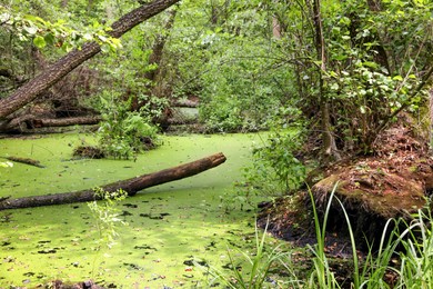 Photo of Picturesque view of green forest with swamp