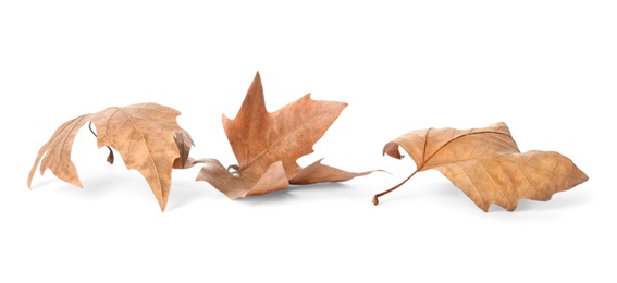 Photo of Dry leaves on white background. Autumn season