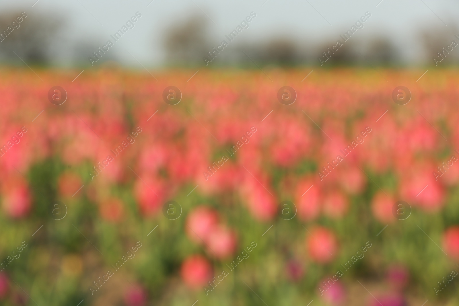 Photo of Blurred view of field with fresh beautiful spring flowers on sunny day