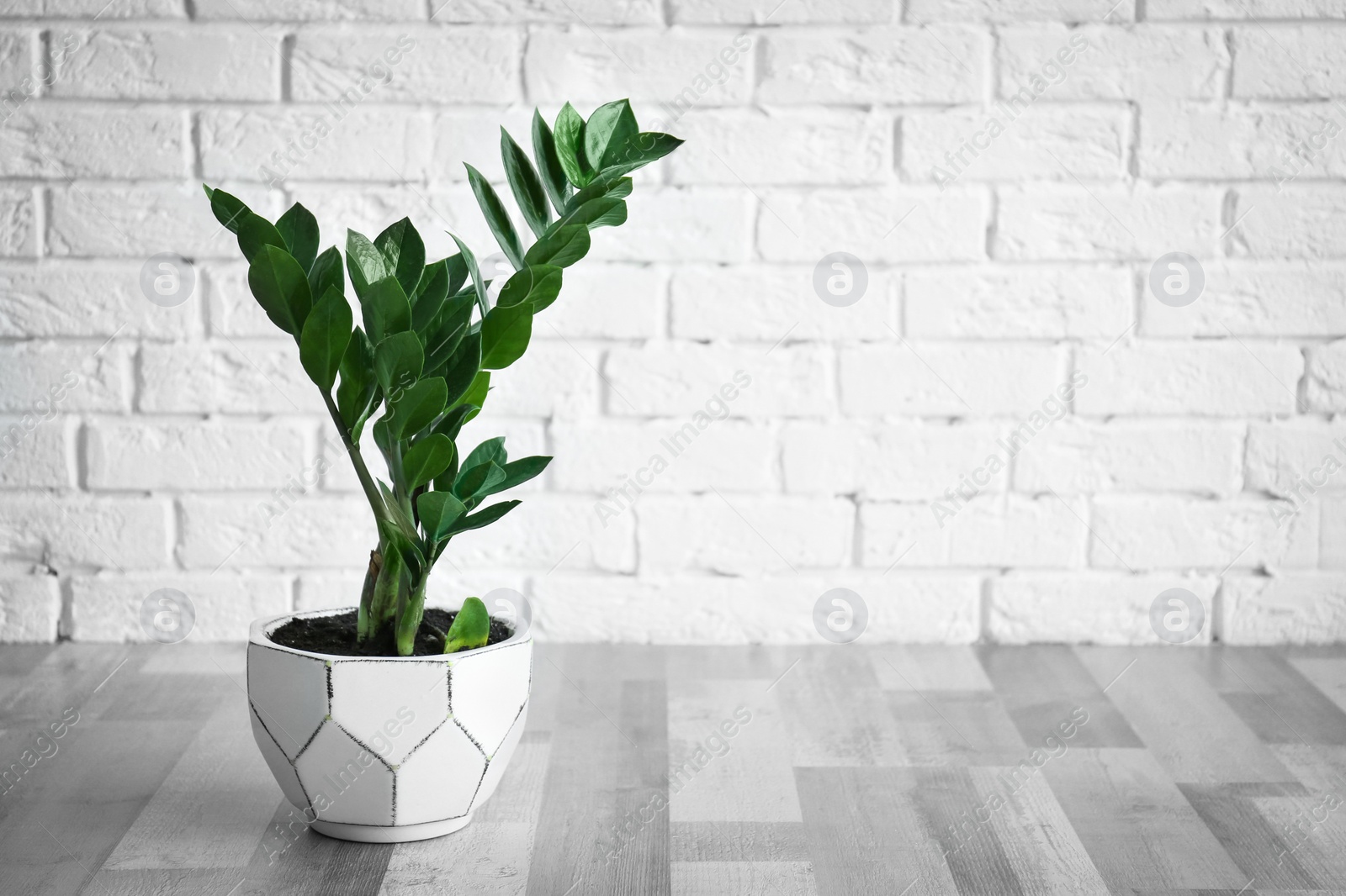 Photo of Tropical plant with green leaves against brick wall indoors