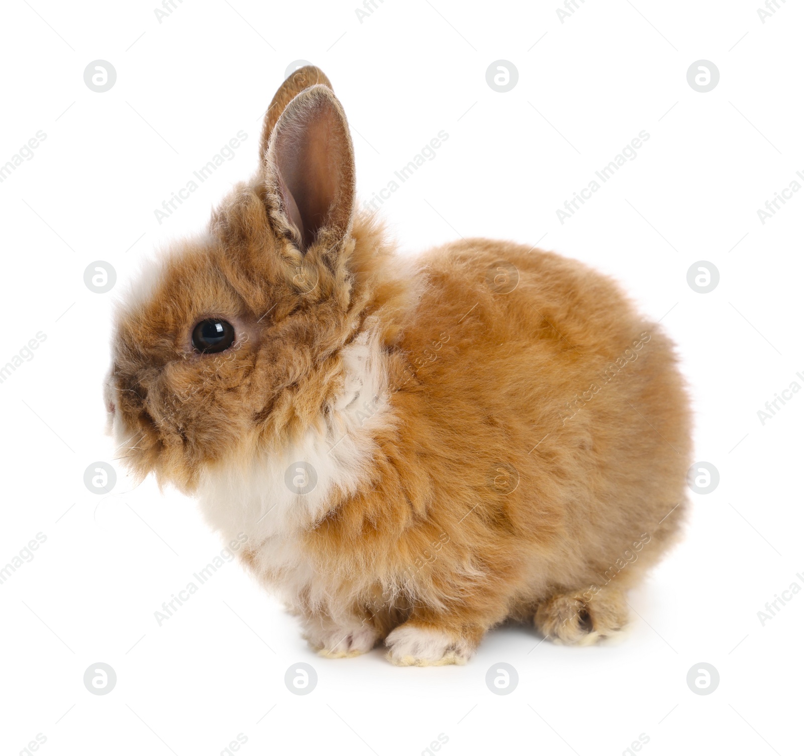 Photo of Cute little rabbit on white background. Adorable pet