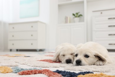 Cute little puppies lying on carpet at home. Space for text