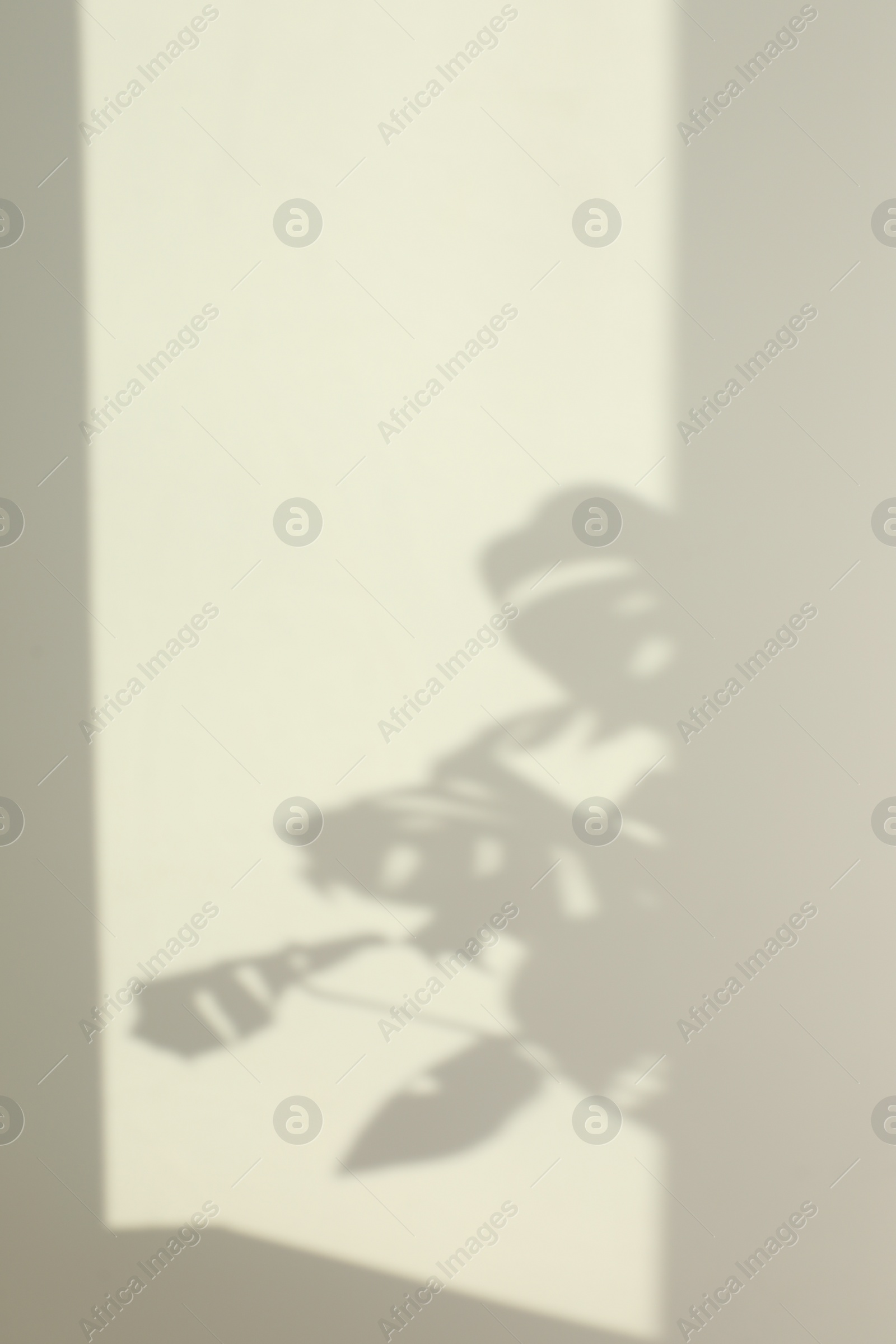 Photo of Shadows from plant on white wall indoors