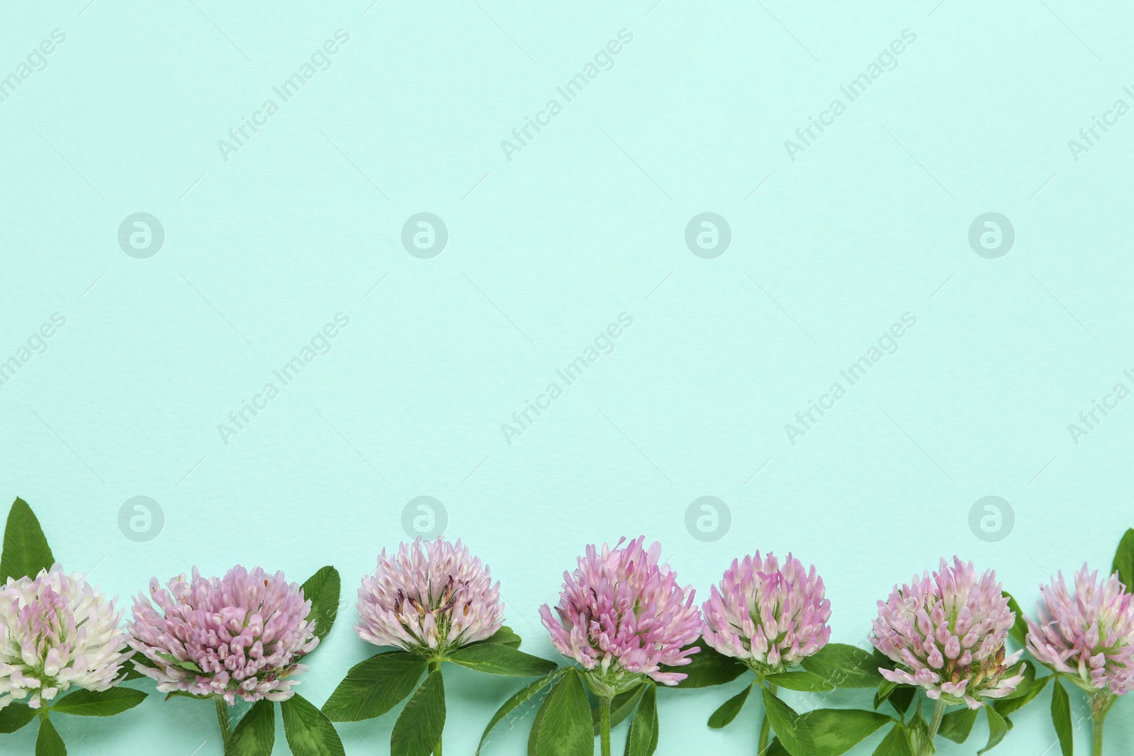 Photo of Beautiful clover flowers on turquoise background, flat lay. Space for text