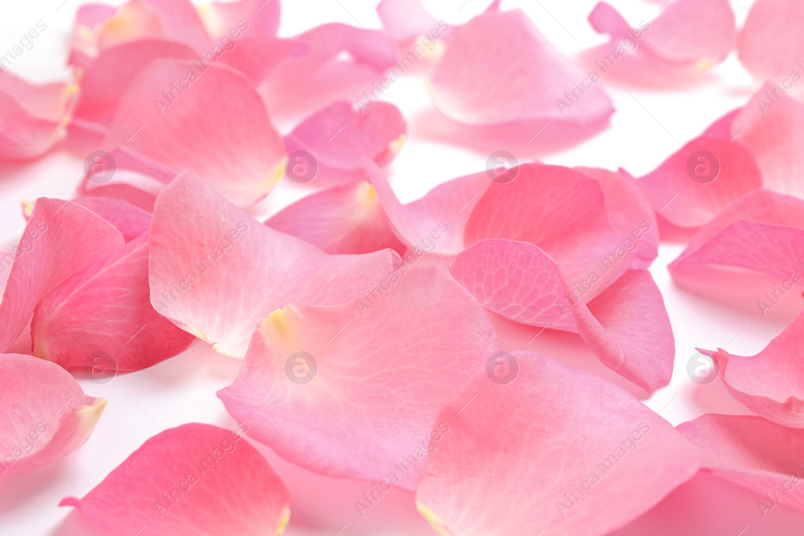 Photo of Fresh pink rose petals on white background