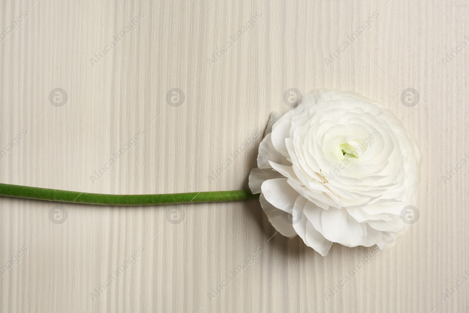 Photo of Beautiful ranunculus flower on wooden background