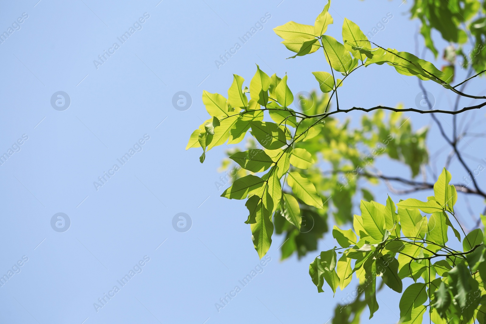 Photo of Green plant at tropical resort on sunny day