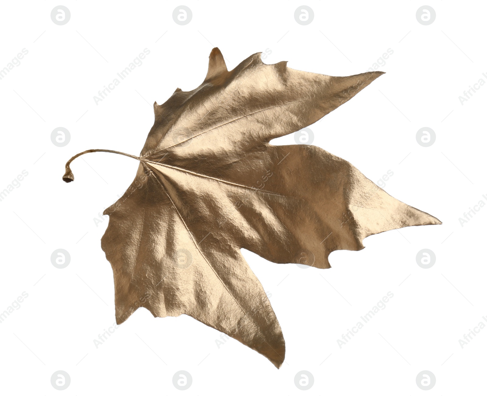 Photo of One golden maple leaf isolated on white. Autumn season