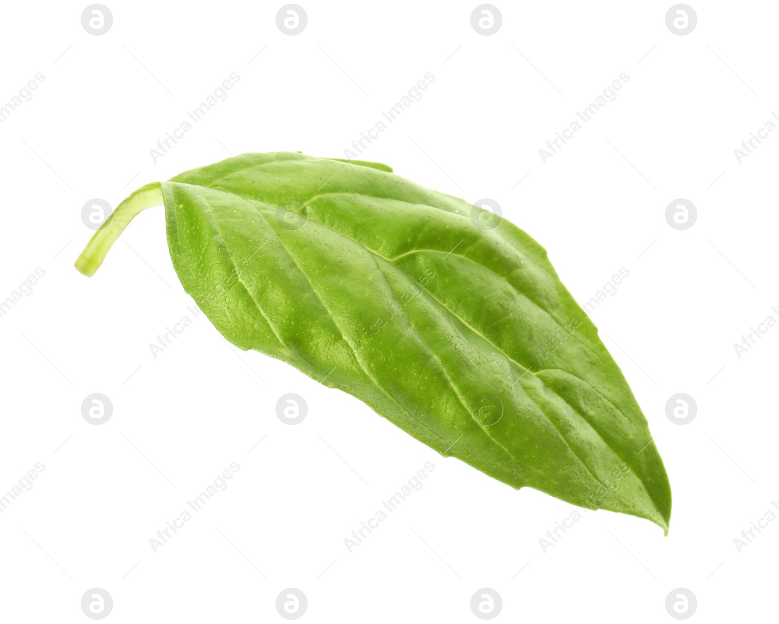 Photo of Fresh green basil leaf on white background