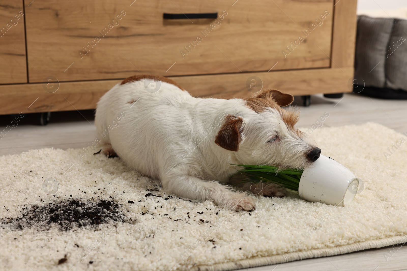 Photo of Cute dog near overturned houseplant on rug indoors