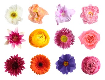 Image of Set of different beautiful flowers on white background