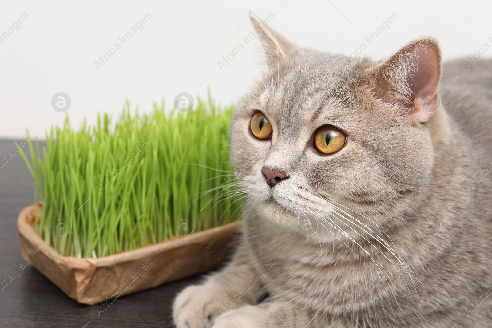 Photo of Cute cat near fresh green grass on wooden desk indoors