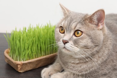 Photo of Cute cat near fresh green grass on wooden desk indoors