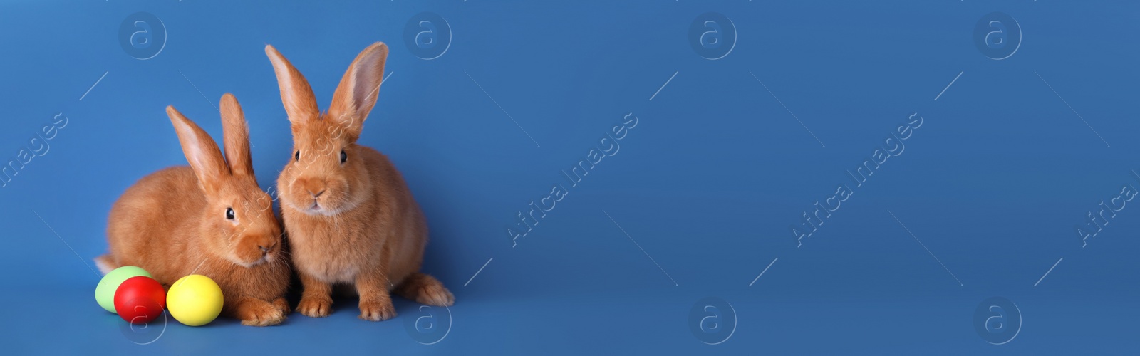 Photo of Cute bunnies and Easter eggs on blue background