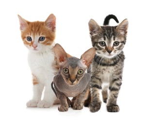 Image of Group of cute little kittens on white background