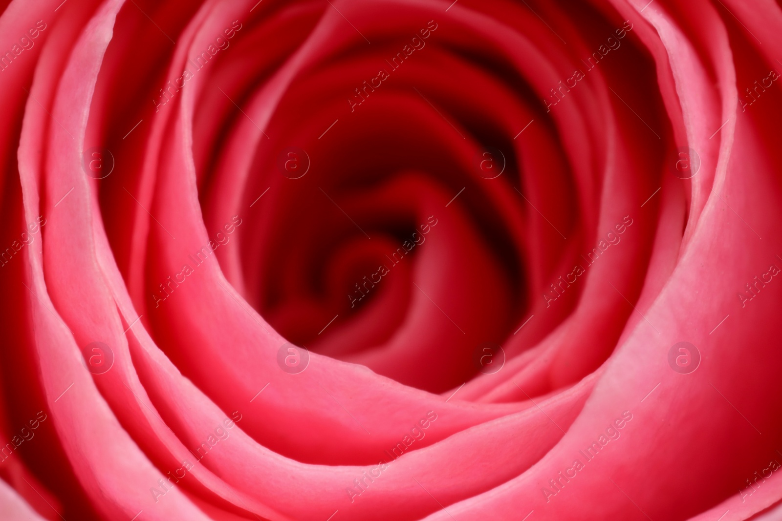 Photo of Beautiful rose flower with pink petals as background, macro view