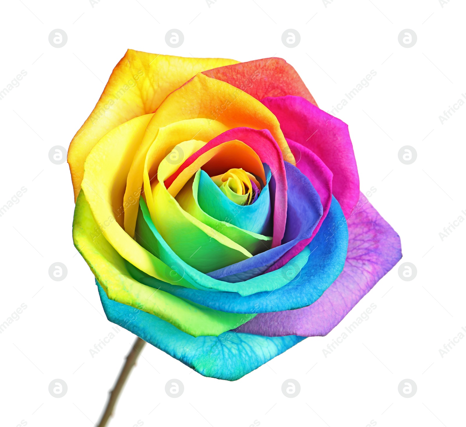 Photo of Amazing rainbow rose flower on white background