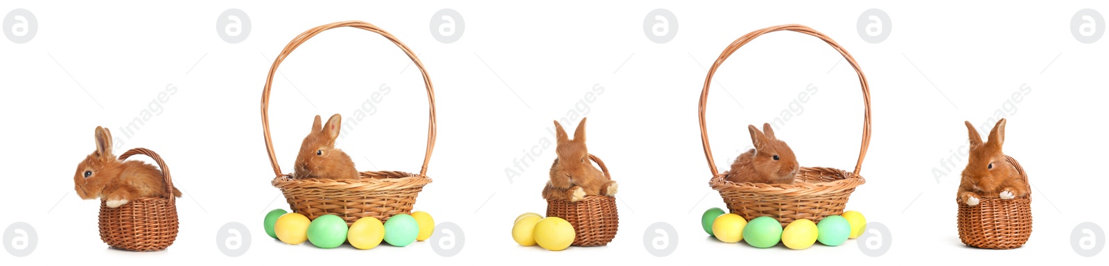 Image of Collage with adorable fluffy Easter bunnies on white background. Banner design 