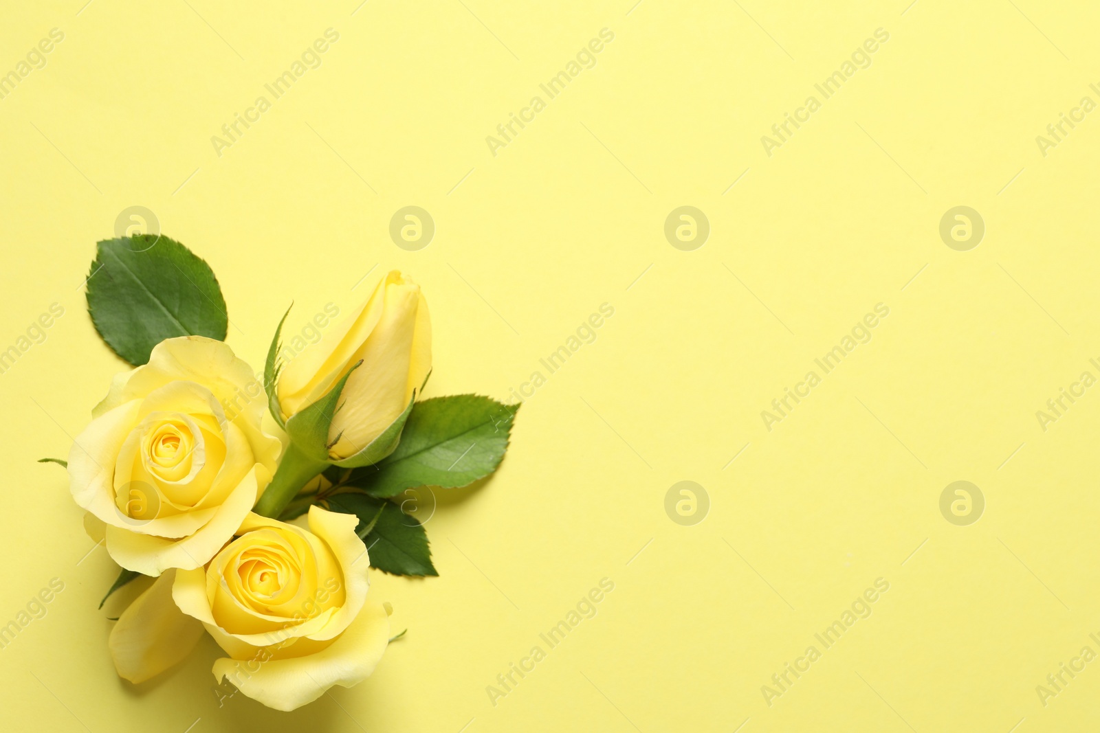 Photo of Beautiful yellow roses and petal on color background, flat lay. Space for text