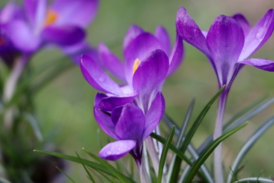 Fresh purple crocus flowers growing on blurred background