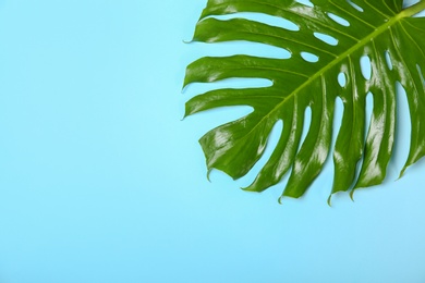 Fresh tropical monstera leaf on color background, top view