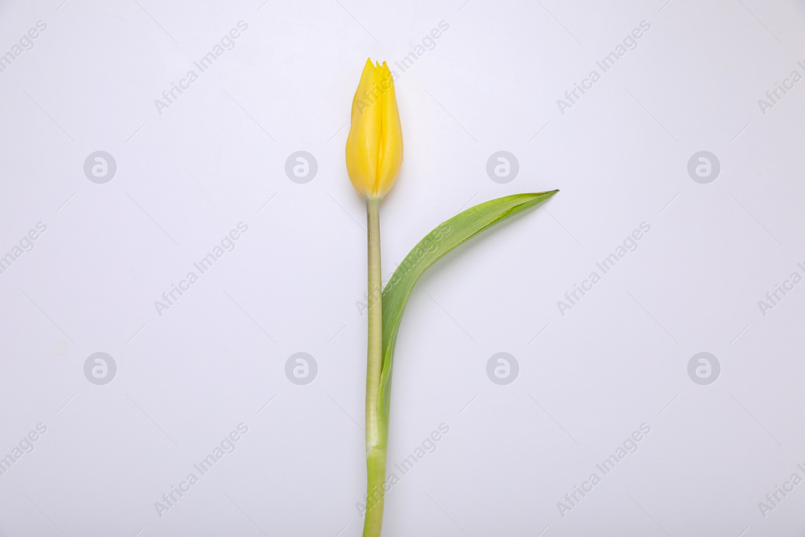 Photo of One yellow tulip on white background, top view