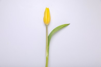 One yellow tulip on white background, top view