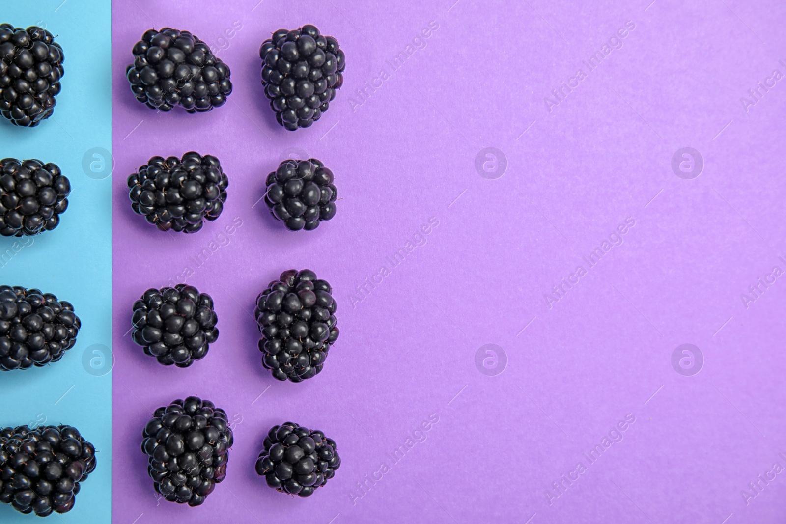 Photo of Flat lay composition with ripe blackberries on color background