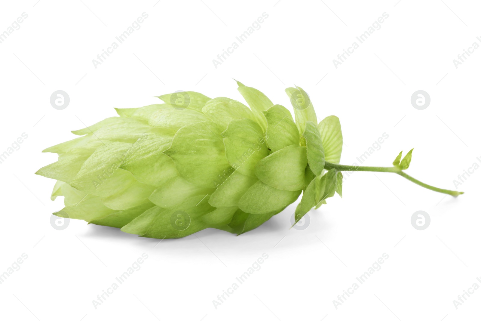 Photo of One fresh green hop isolated on white