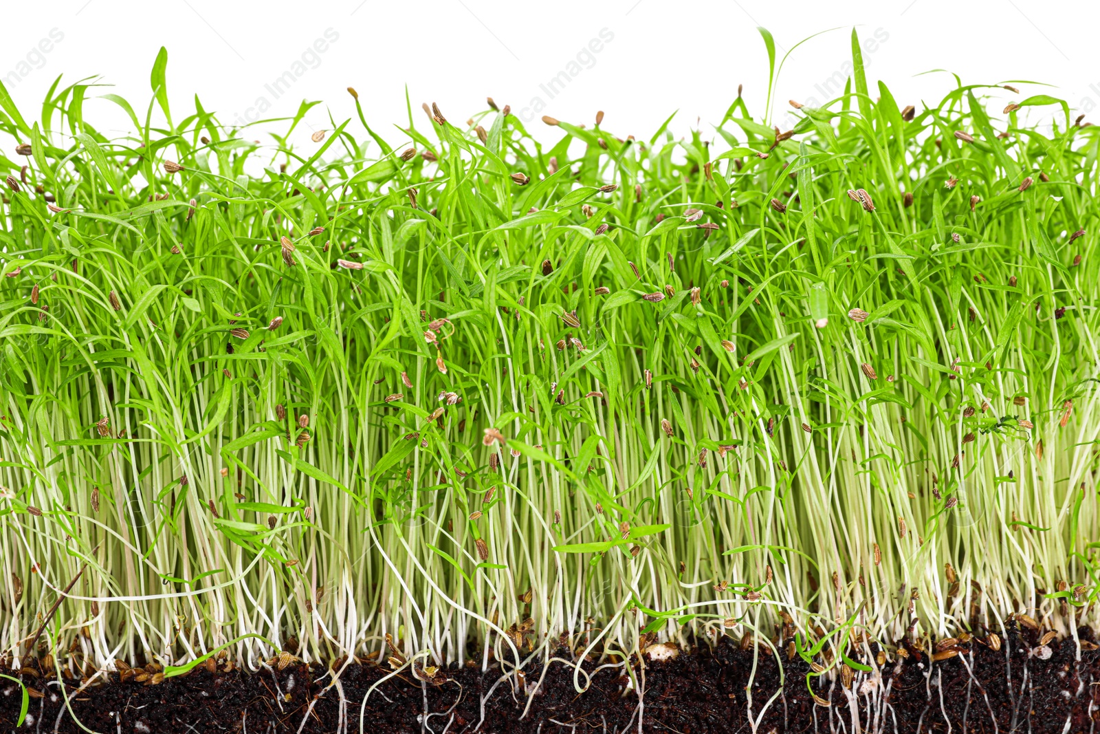 Photo of Fresh organic microgreen in soil on white background, closeup