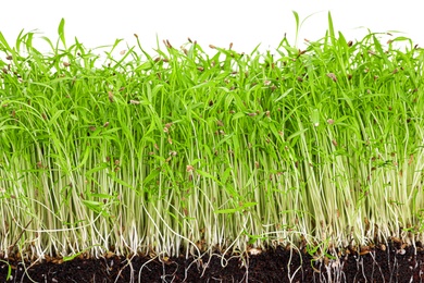 Fresh organic microgreen in soil on white background, closeup