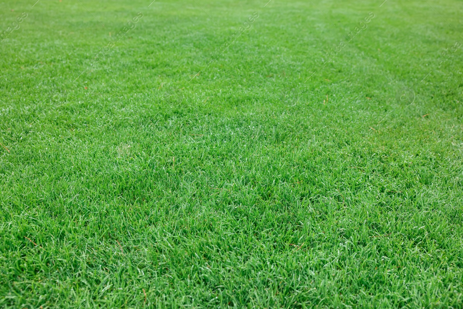 Photo of Beautiful freshly cut green lawn as background