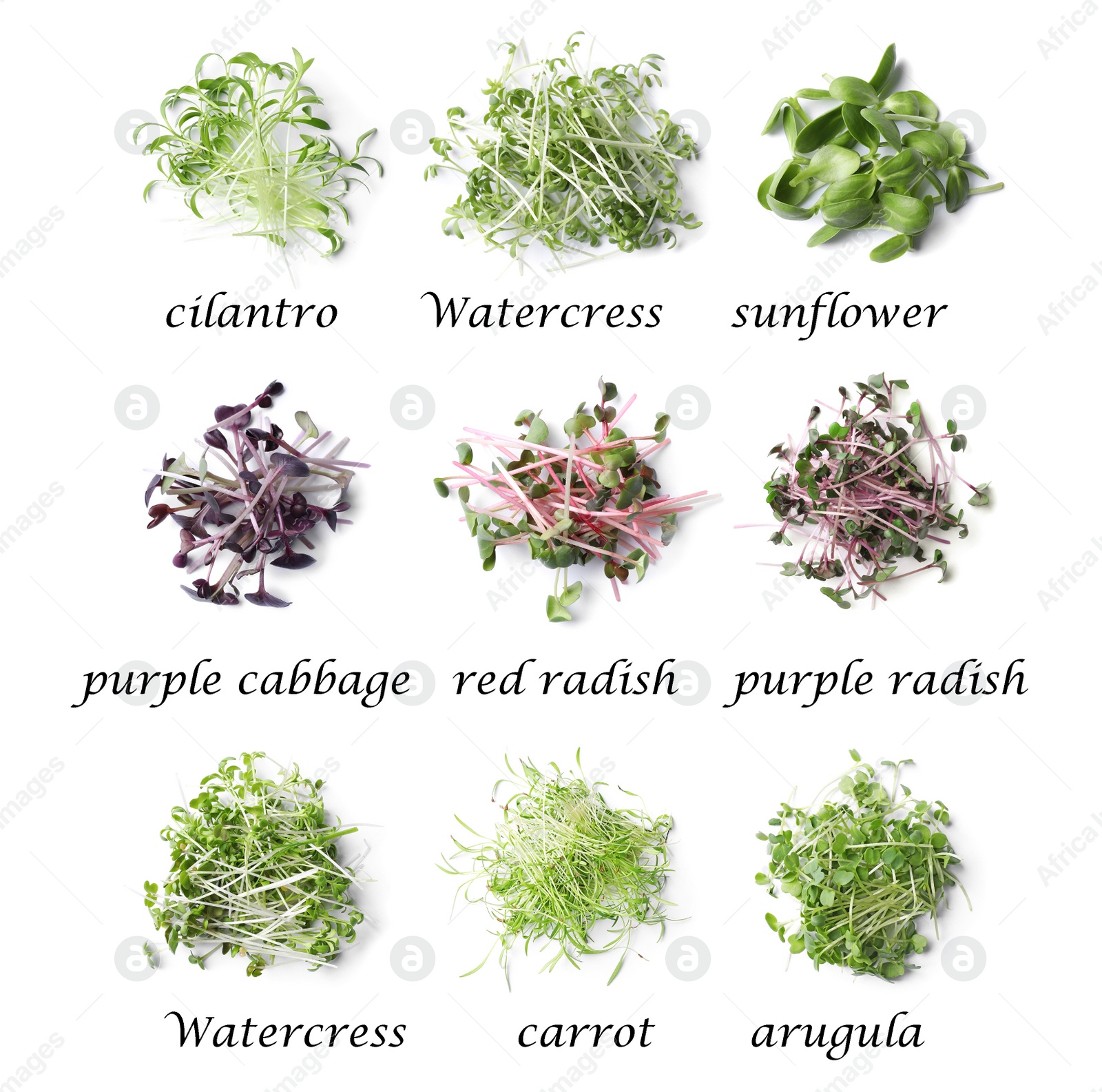 Image of Set of different fresh microgreens on white background, top view