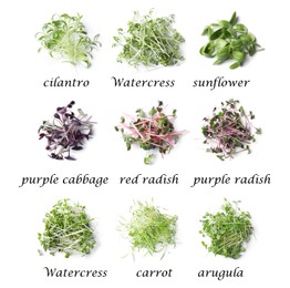 Set of different fresh microgreens on white background, top view