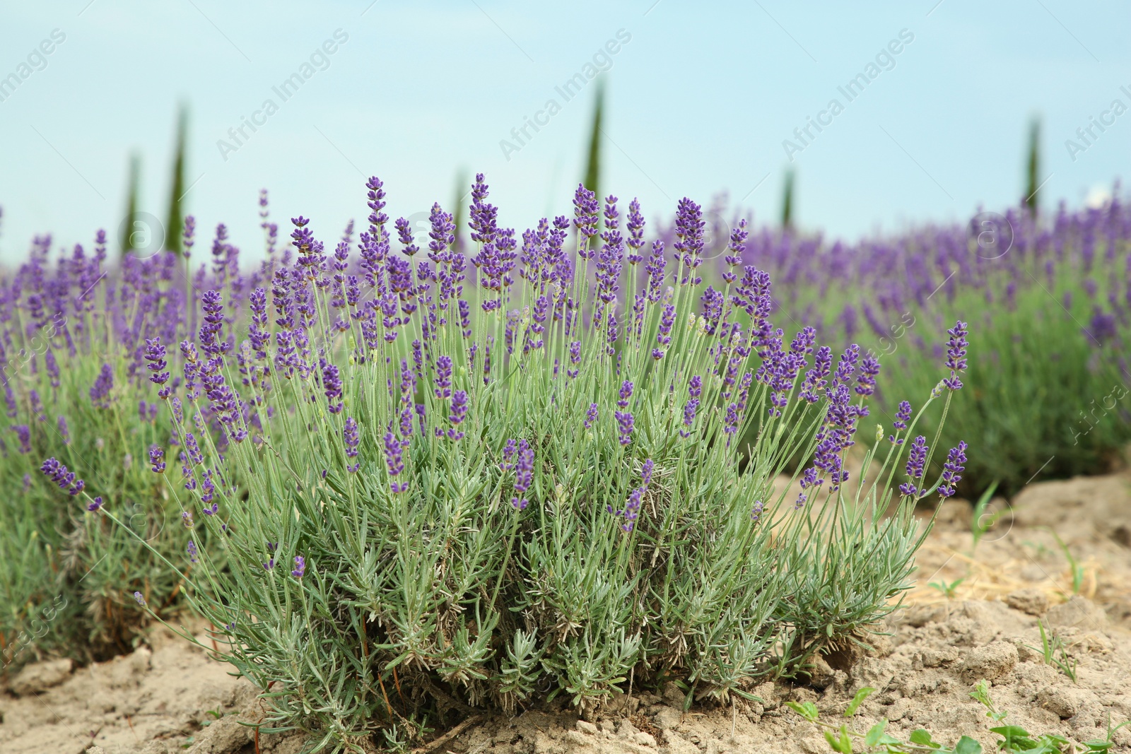 Photo of View of beautiful blooming lavender growing in field