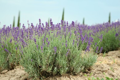 View of beautiful blooming lavender growing in field