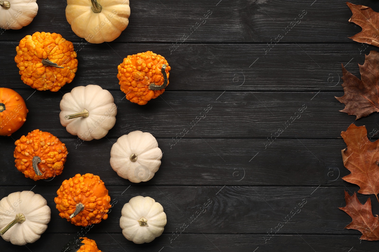 Photo of Different ripe pumpkins and dry leaves on black wooden table, flat lay. Space for text