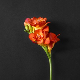 Photo of Beautiful bright freesia flower on dark background, top view