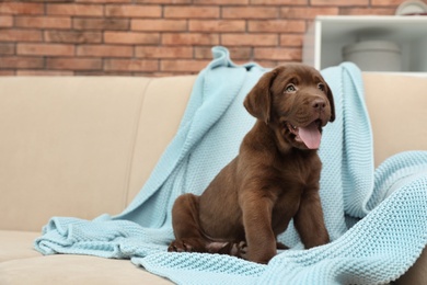 Chocolate Labrador Retriever puppy with blanket on sofa indoors