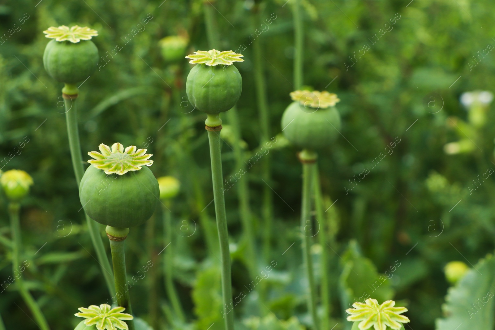 Photo of Green poppy heads growing in field, closeup. Space for text