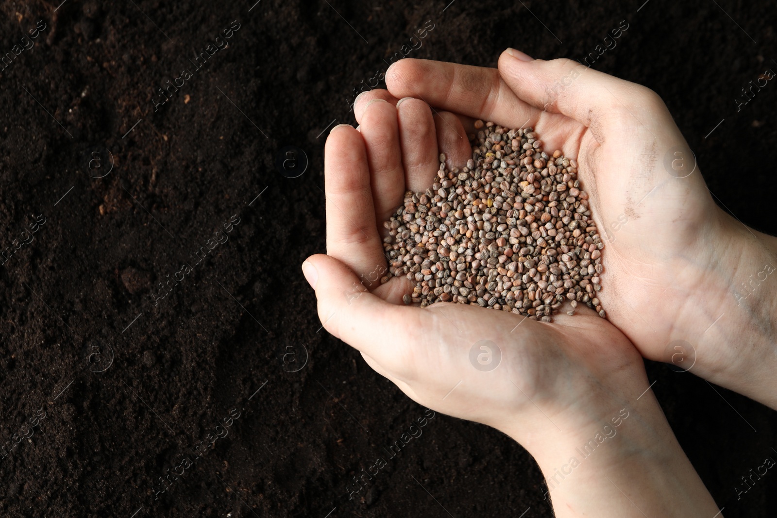 Photo of Woman holding pile of radish seeds over soil, top view with space for text. Vegetable planting