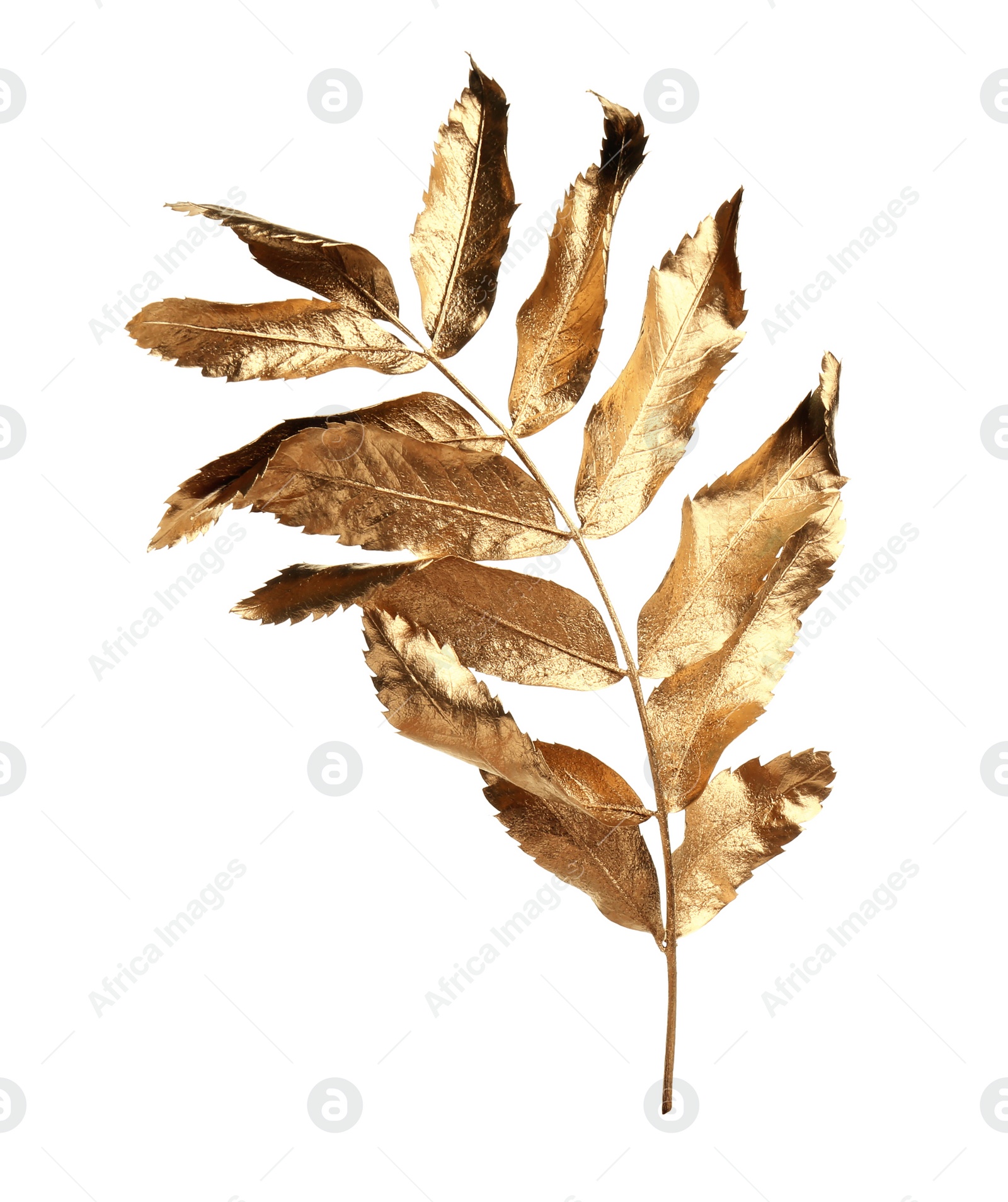 Photo of Twig of golden rowan leaves isolated on white. Autumn season