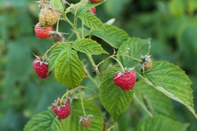 Photo of Beautiful raspberry bush with ripening berries in garden, closeup