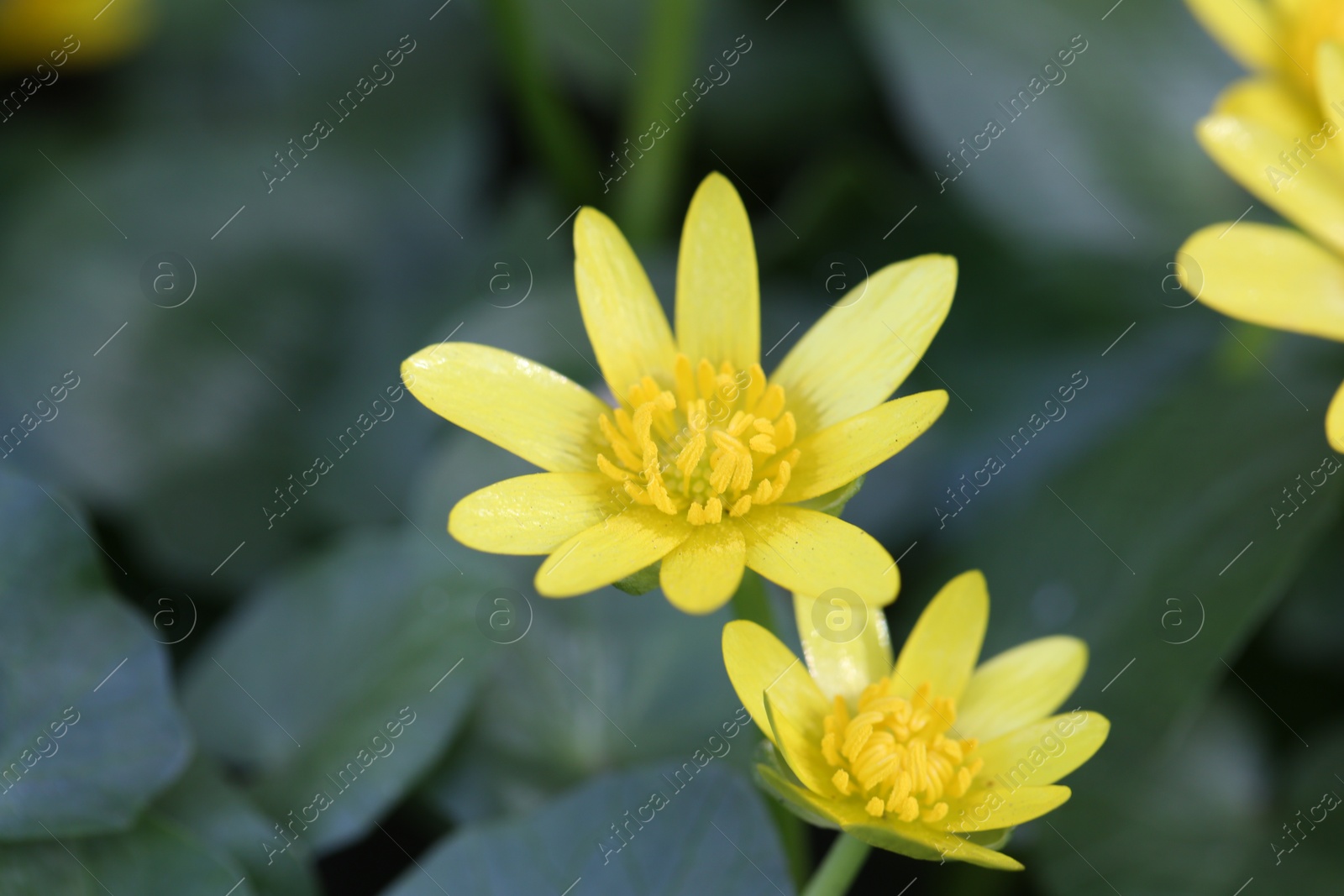 Photo of Beautiful yellow lesser celandine flowers growing outdoors, closeup